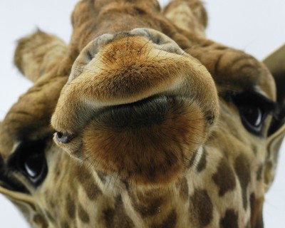 1251494040_animal-picture-giraffe-ucumari.jpg