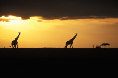 1251494400_apex0000485_2-giraffe-walks-the-savanna-at-sunset.jpg